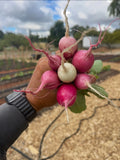 Beets