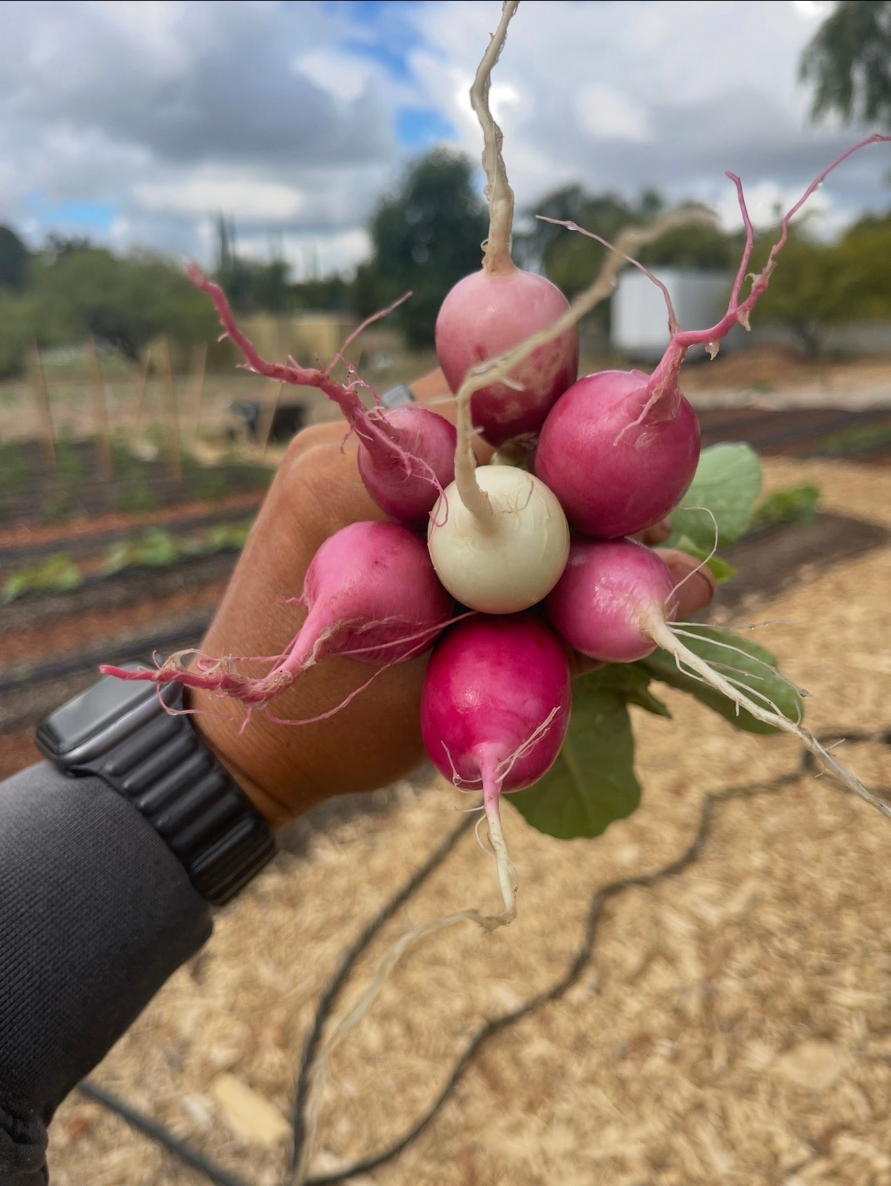 Beets