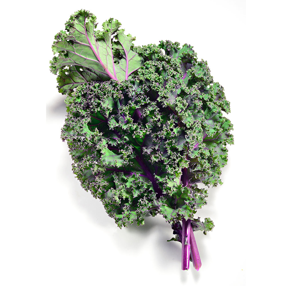 Red Russian Kale